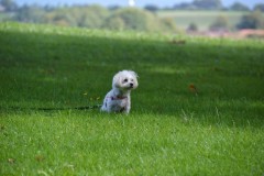 DSC_0209-Grand