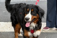 IMG-20260616-WA0011