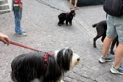 IMG-20260616-WA0029