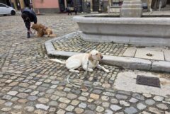 Chiens de famille