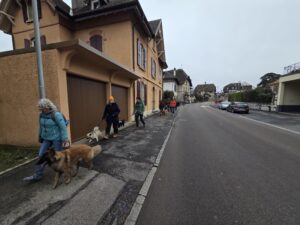 Exemple de cours chiens de famille