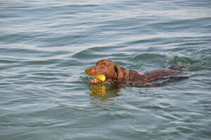 Chien de travail aquatique