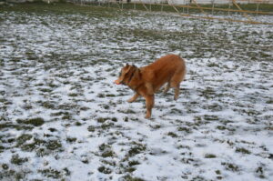 Maintien hivernal